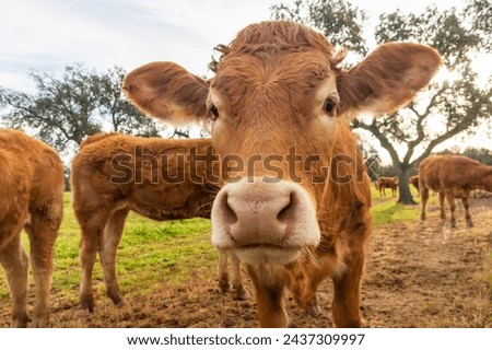 Enhanced charm: close-up portrait of a Limousin calf with a slight fisheye effect, highlighting its expressive head.