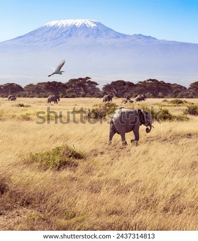 Herd of African elephants with huge ears and small tails. The park Amboseli. The highest mountain in Africa. Kilimanjaro. Royalty-Free Stock Photo #2437314813