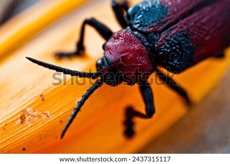 LARGE BEETLE ON A PLANT LEAF Royalty-Free Stock Photo #2437315117