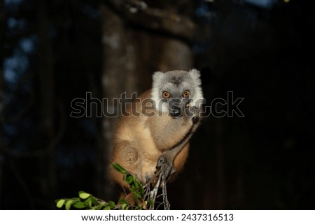 Lemur mischiefs on the veranda of the bungalow and waits for food. cute naughty little animal endemic Madagascar. Park hotel Palmarium Royalty-Free Stock Photo #2437316513