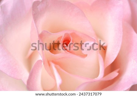 Beautiful Hd wallpaper of a pink rose. Royalty-Free Stock Photo #2437317079