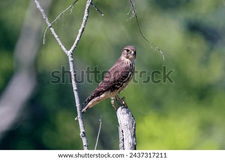 The Merlin (Falco columbarius), juvenile bird.  Is a small species of falcon. Royalty-Free Stock Photo #2437317211