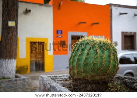 Close Up of green thorn cactus with background colonial houses in magical towns of central Mexico, painted in traditional colors in the magical town of Armadillo de los Infante San Luis Potosí Royalty-Free Stock Photo #2437320119