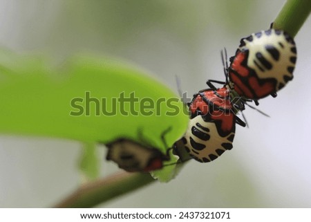 Three stinkbugs on the branch of a bush waiting to feed in Paramo del Duente, Colombia Royalty-Free Stock Photo #2437321071