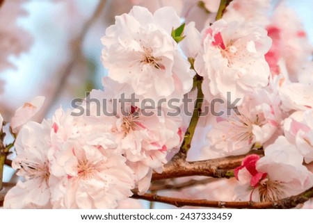 large, showy flowers on a tree branch in spring - Peppermint Flowering Peach Tree, Prunus persica 'Peppermint' Royalty-Free Stock Photo #2437333459