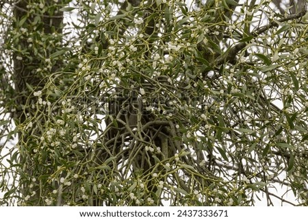 Detail of a bunch of mistletoe with balls.