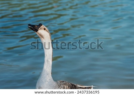 Beauty of swan in a lake on a sunny day, close up, outdoor photography