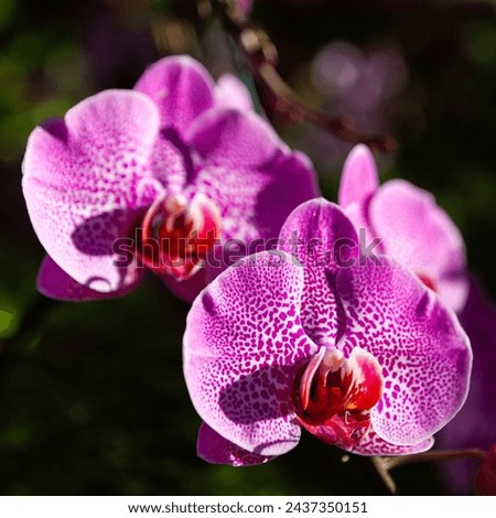Pink Orchard. Beautiful Orchid flower. Square floral image.
