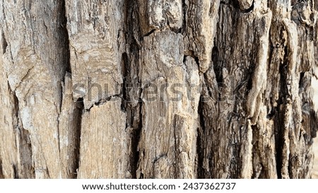 Bark pattern is seamless texture from tree. For background wood work, Bark of brown hardwood, thick bark hardwood, residential house wood. nature, trunk, tree, bark, hardwood, trunk, tree, trunk Royalty-Free Stock Photo #2437362737