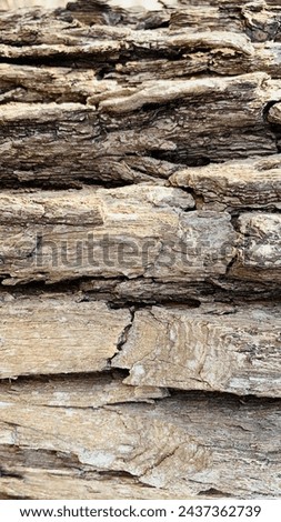 Bark pattern is seamless texture from tree. For background wood work, Bark of brown hardwood, thick bark hardwood, residential house wood. nature, trunk, tree, bark, hardwood, trunk, tree, trunk Royalty-Free Stock Photo #2437362739