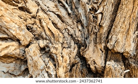 Bark pattern is seamless texture from tree. For background wood work, Bark of brown hardwood, thick bark hardwood, residential house wood. nature, trunk, tree, bark, hardwood, trunk, tree, trunk Royalty-Free Stock Photo #2437362741