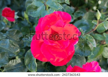 Close-up of red Camellia flower with plants background