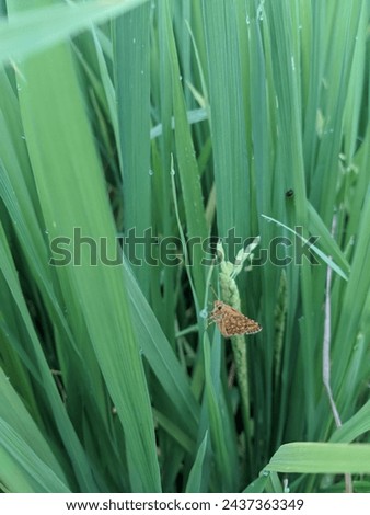 Creative layout made of green leaves and butterfly . flat lay. Nature concept