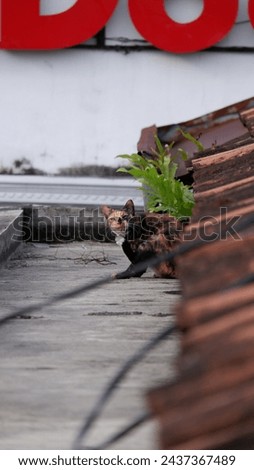 A Cute Three-Colored Cat is Playing on The Rooftop