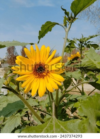 A beautiful picture of a sunflower among the green leaves with an amazing blue sky background.