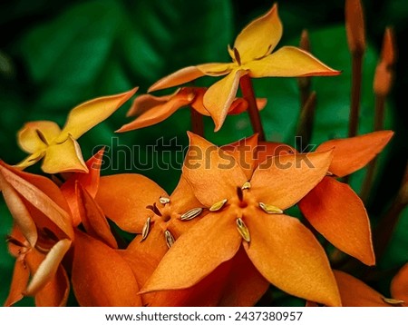 Close up photo of flowers