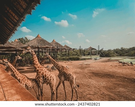 Family of giraffe at Safari world, Bangkok Thailand