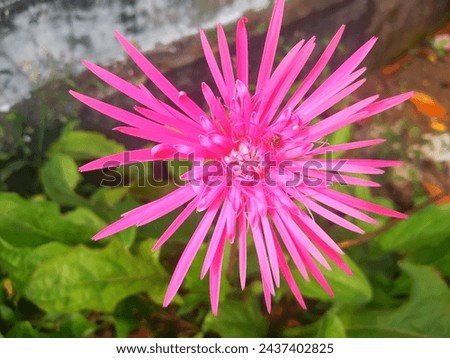 Chrysanthemum morifolium green stems and leaves while the flowers are pink with an elongated shape, this plant is in great demand because it is easy to grow