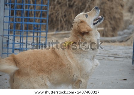 Dog lovely image. This is an HD image of a lovely Pet Golden Retriever Dog.