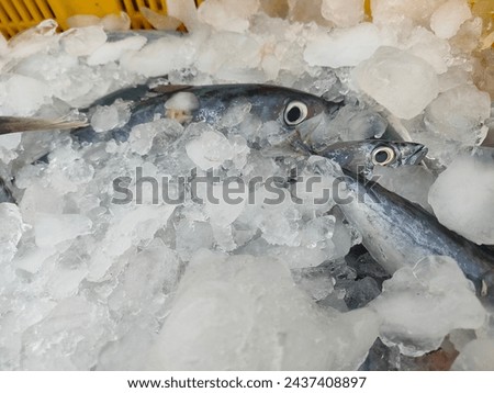 Pelagic fish caught by fishermen that has been coated with ice to maintain quality Royalty-Free Stock Photo #2437408897