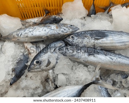 Pelagic fish caught by fishermen that has been coated with ice to maintain quality Royalty-Free Stock Photo #2437408911