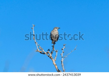 Mockingbird at Big Bend National Park, in Southwest Texas.
