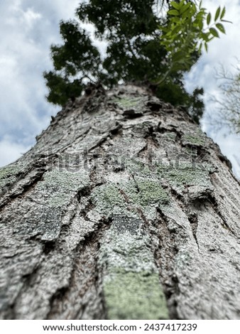 towering giant tree reaching towards the sky, captivating with its beautiful texture. The background sky adds natural dramatic flair. Ideal for projects emphasizing the beauty of nature.
