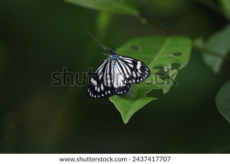 Cyclosia papilionaris, Drury's jewel moth Royalty-Free Stock Photo #2437417707