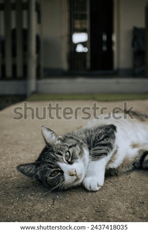 Portrait shot of  Domestic cat resting on the carpet 