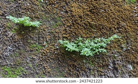 A picture of Pilea microphylla or engeloweed on mossy wall 