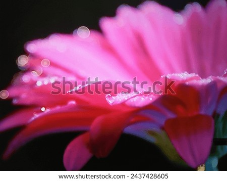 Flower pink flower waterdrops on pink flower