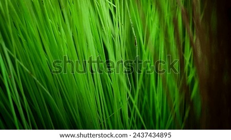 Close up photo of a green plastic broom