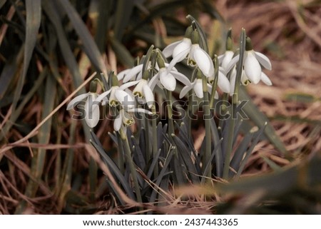 Spring flowers snowdrops bloom in the garden. Botanical photography. Early first wild white flowers in the forest Royalty-Free Stock Photo #2437443365