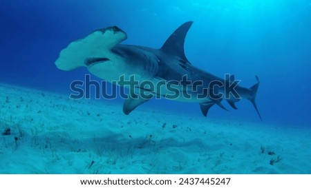 Shark Fish Background, shark, fish 