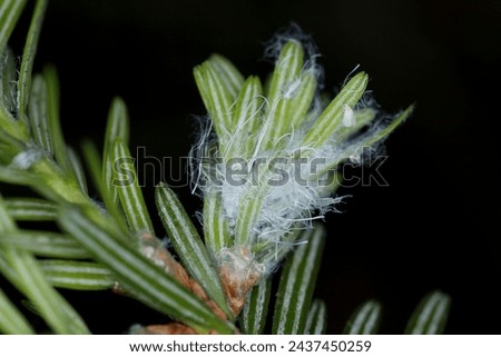 Balsam twig aphid or Silver fir aphids (Mindarus abietinus) feeding on cause damage twisted and curled needles on silver fir (Abies alba) and other conifers.