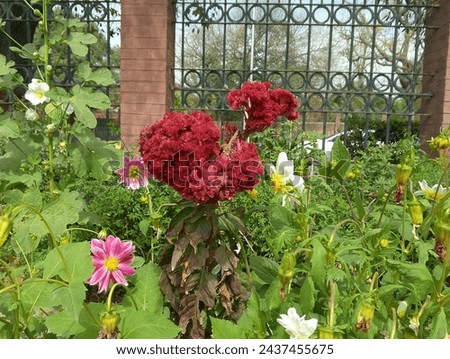 picture of dark red flower in the garden with other flowers