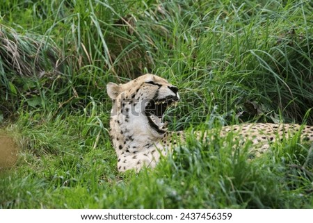 Cheetah (Acinonyx jubatus) resting in long grass  isolated on a natural green background in Devon, UK