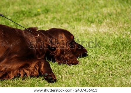 head of a Irish Setter or Red Setter with a background of green grass Royalty-Free Stock Photo #2437456413