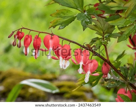 Bleeding heart (Dicentra spectabilis) 'Valentine' flowering with puffy, dangling, bright red heart-shaped flowers with a white tip in early summer Royalty-Free Stock Photo #2437463549
