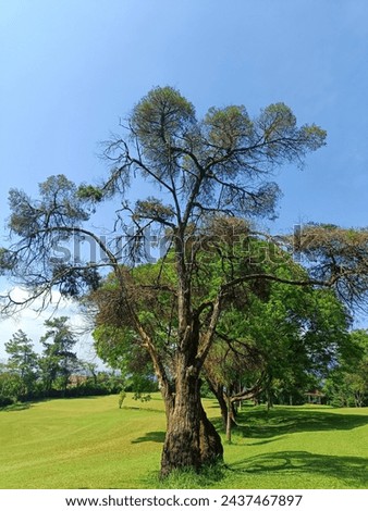 An old tree on a stretch of green grass