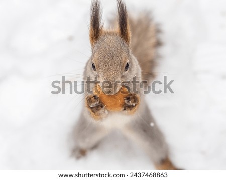 Portrait of a squirrel in winter on white snow background. Eurasian red squirrel, Sciurus vulgaris