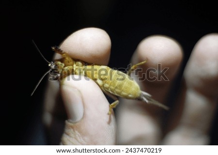 One of the Gryllotalpidae family in the hands of a man. Royalty-Free Stock Photo #2437470219