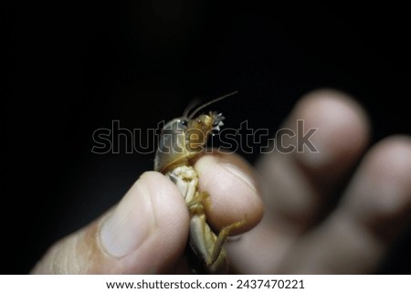 One of the Gryllotalpidae family in the hands of a man. Royalty-Free Stock Photo #2437470221