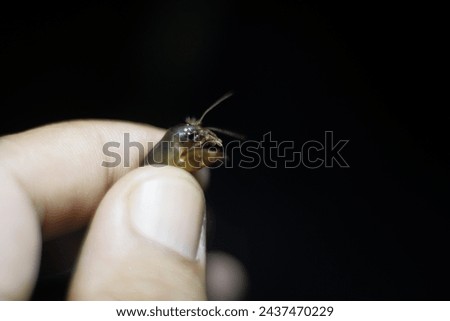 One of the Gryllotalpidae family in the hands of a man. Royalty-Free Stock Photo #2437470229
