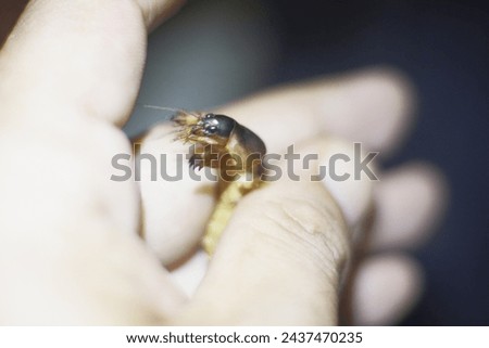 One of the Gryllotalpidae family in the hands of a man. Royalty-Free Stock Photo #2437470235