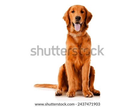 dog Golden Pet sitting Retriever Labrador