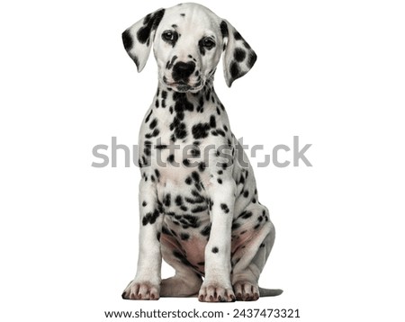 Dog young puppy white and black dots on white background Royalty-Free Stock Photo #2437473321