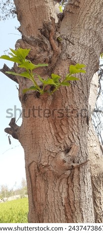 this is a Mulberry green leaves mulberry tree pics
