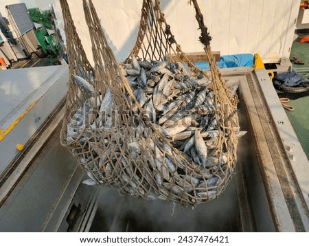 Transshipment of frozen Skipjack and Yellowfin tuna mix size inside large net, Pull out from hatch, cold storage on carrier ship into the truck and transport to factory in port and unloading concept Royalty-Free Stock Photo #2437476421