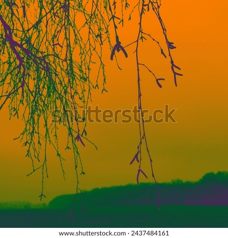 In the foreground of the bare twigs of the tree, in the background field with trees, orange sky, foggy landscape, cold weather, horizon, outdoor, color photo